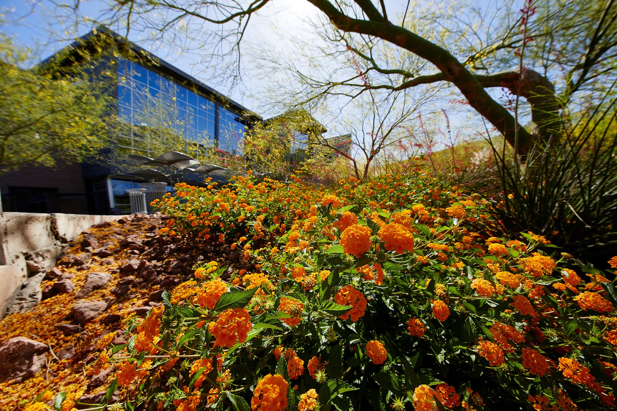 Flowers outside of S-R-W-C