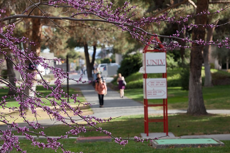 Students walking on a campus path with purple flowers in the foreground.