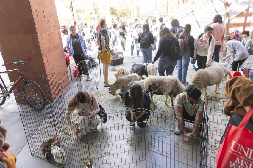 Petting zoo at the Pida Plaza